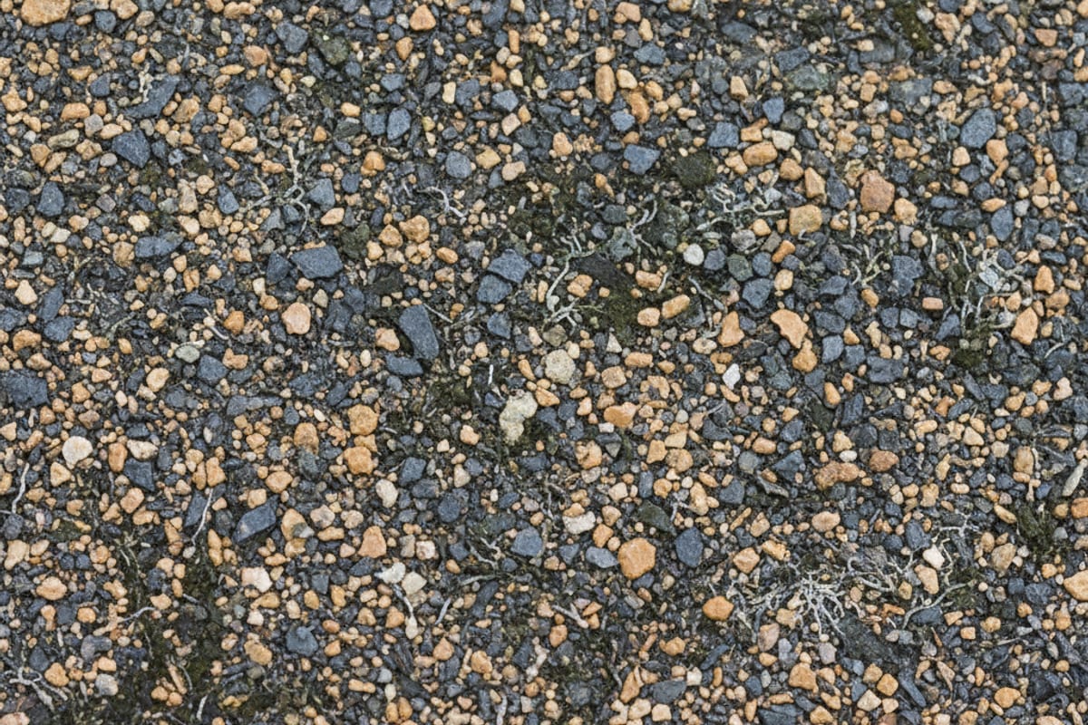 Microscope-style close-up of dark cyanobacteria colonies embedded in the granular surface of a weathered asphalt shingle